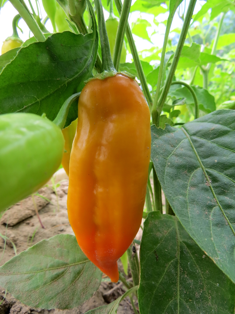 Dong Xuan Pepper - Click Image to Close